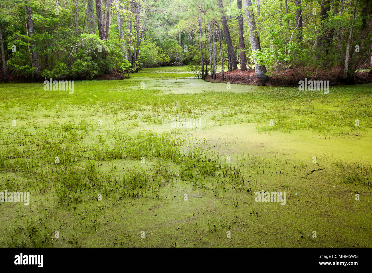 NC01775-00...NORTH CAROLINA - Pond along Center Loop Trail in Nags Head Woods, a Nature Conservancy Site and a National Natural Landmark located on th Stock Photo