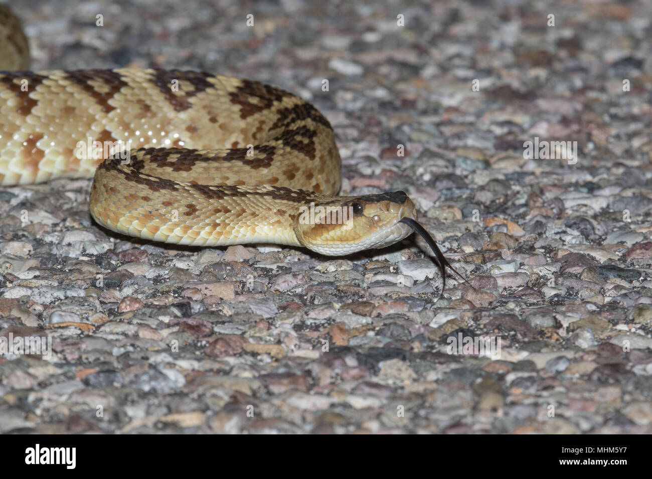 A blacktailed rattlesnake crossing a paved road Stock Photo Alamy