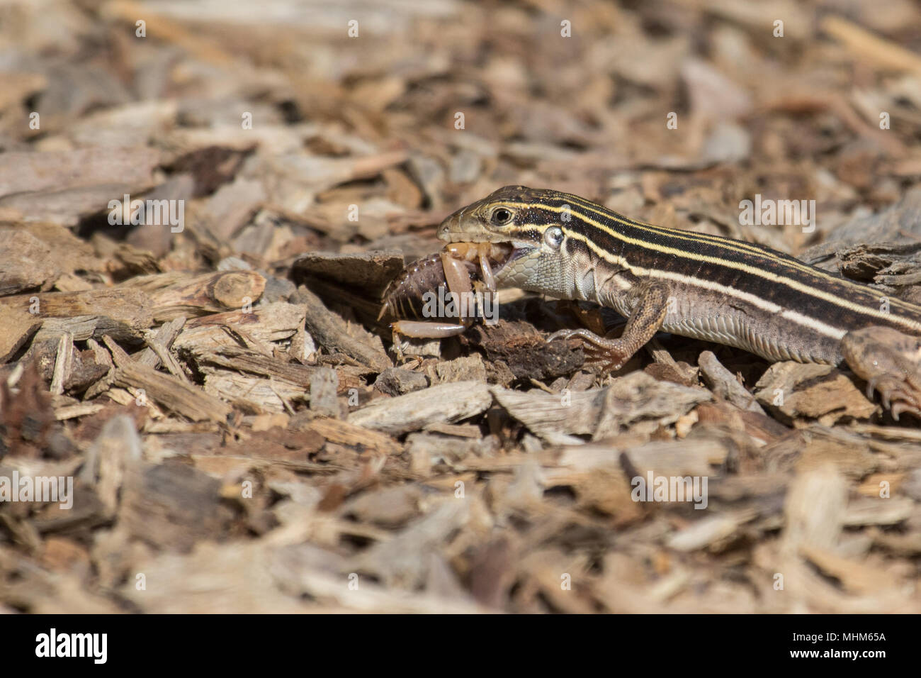 A Sonoran spotted whiptail lizard feeding on a cricket Stock Photo Alamy