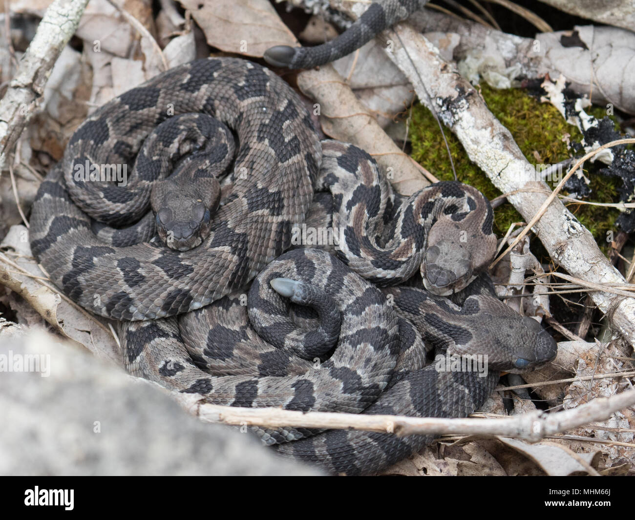 A new litter of canebrake rattlesnakes just prior to their first molt. Stock Photo