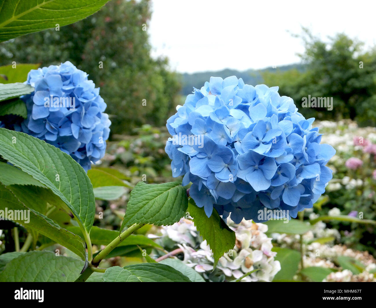 Blue Hydrangea Shrub in Bloom Stock Photo Alamy