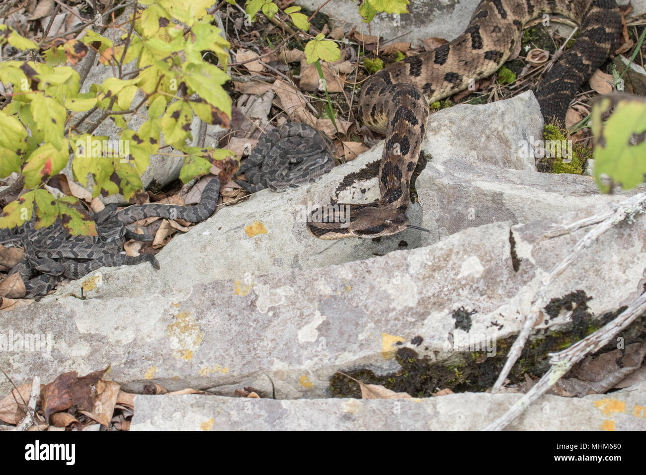 A new litter of canebrake rattlesnakes being protected by the mother