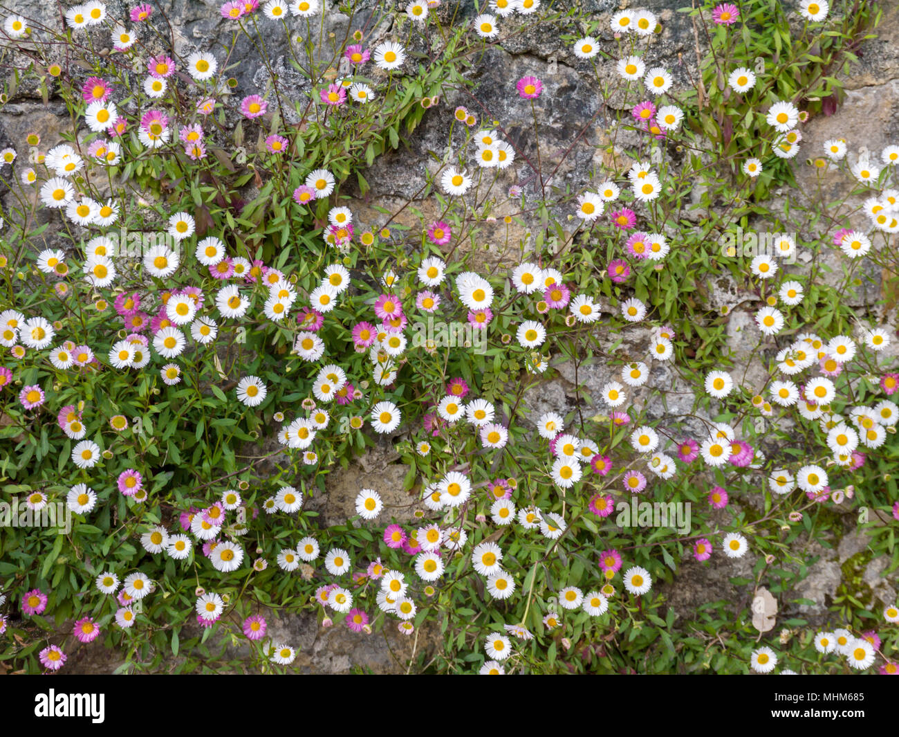 White and pink Spanish daisy flowers on the old stone wall background Stock Photo