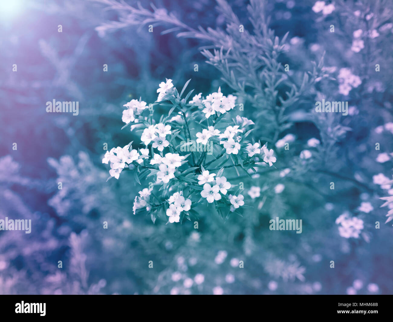White diosma flowers on the colorful blurred background. Floral desktop.Toned image. Stock Photo