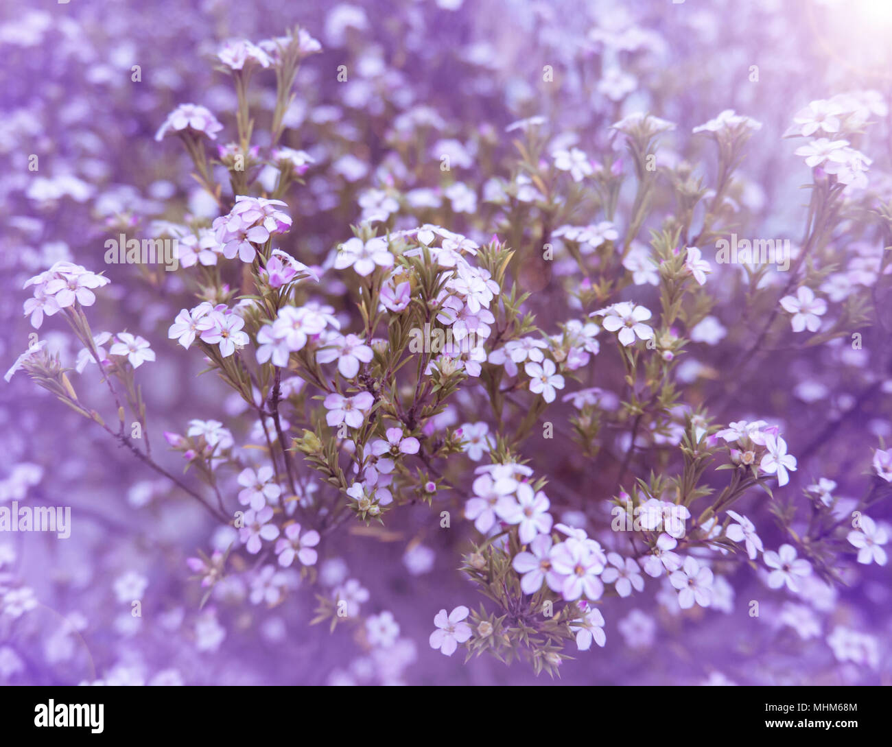 Pink diosma flowers on the colorful blurred background. Floral desktop.Toned image. Stock Photo