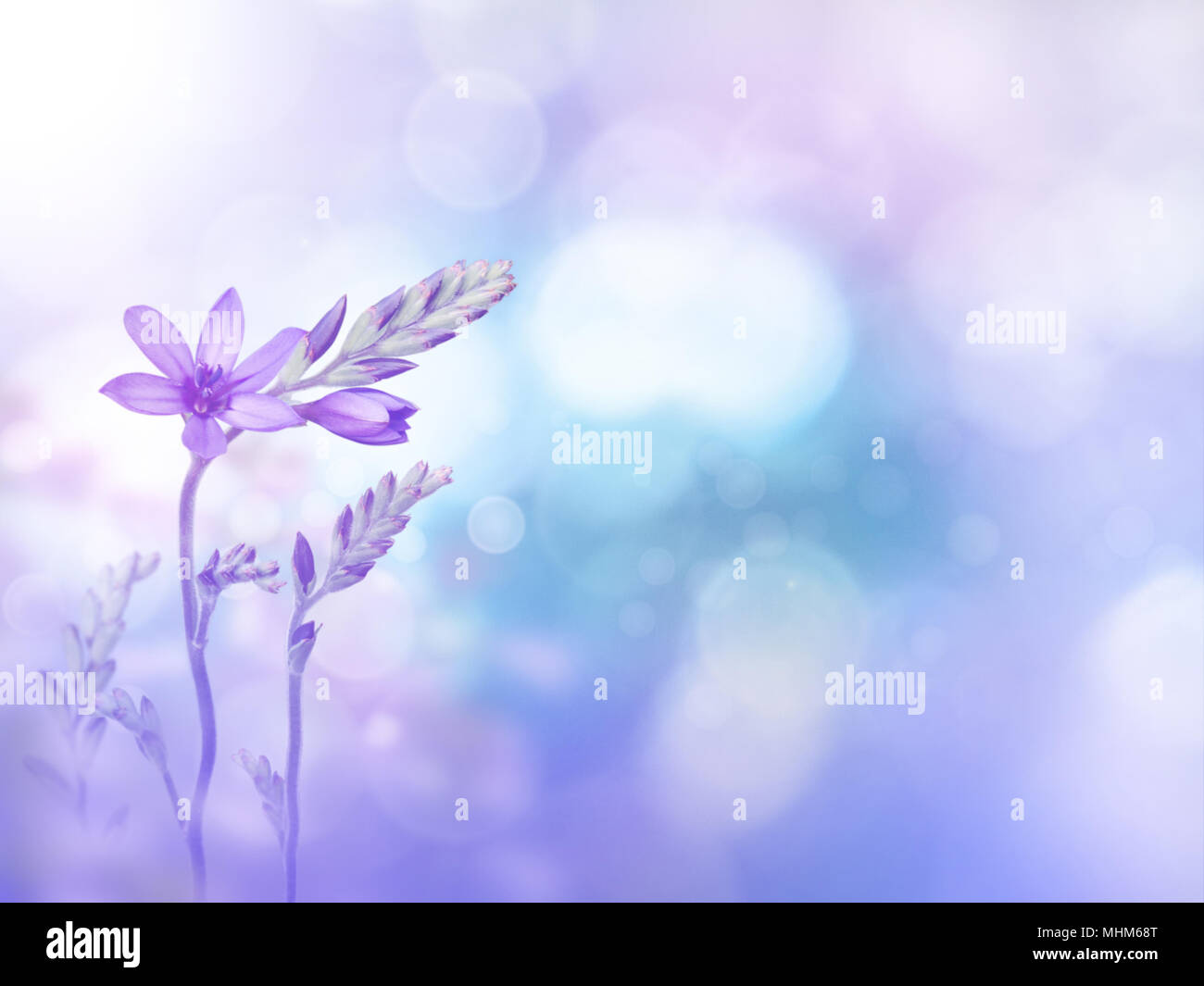 Light purple freesia flowers and buds on the violet turquoise blurred background. Floral desktop. Toned image. Stock Photo