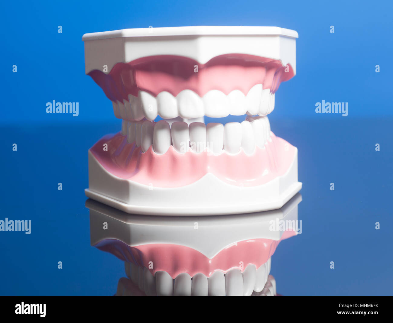 Dental human teeth model on blue background Stock Photo - Alamy