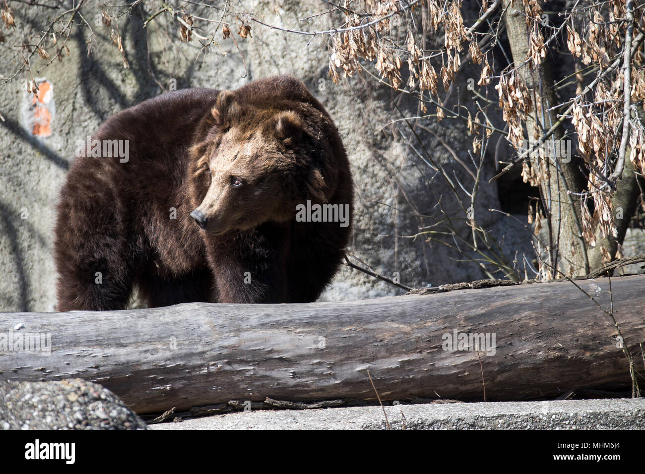WARSAW, POLAND - APRIL 28, 2018: Brown bear in Prague Park - Praski Park near Zoo in Warsaw, Poland Stock Photo