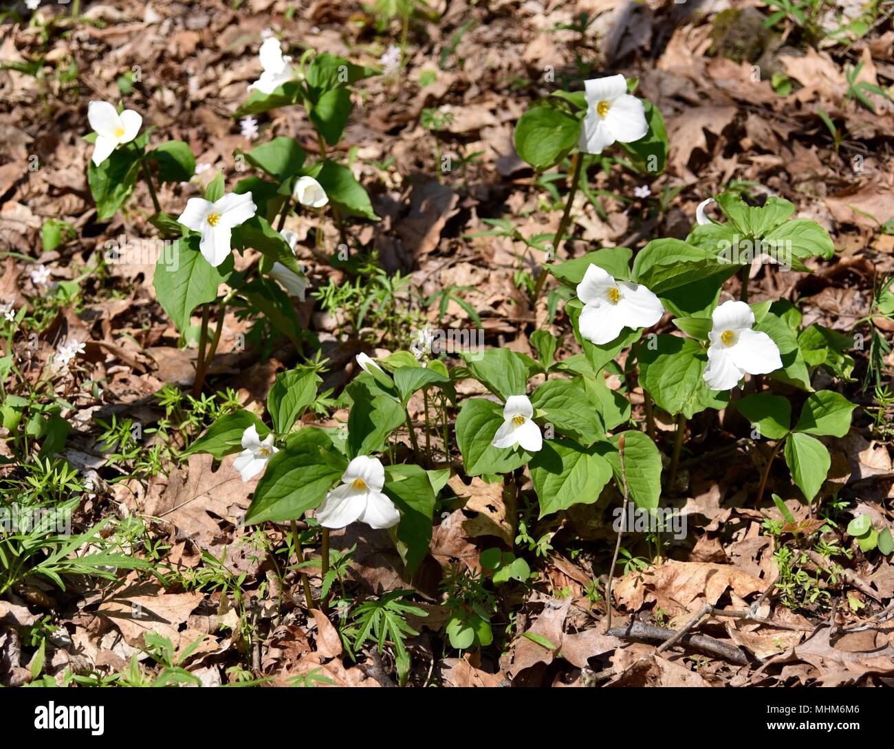 A colony of large white trillium plants emerging in a spring forest. Stock Photo
