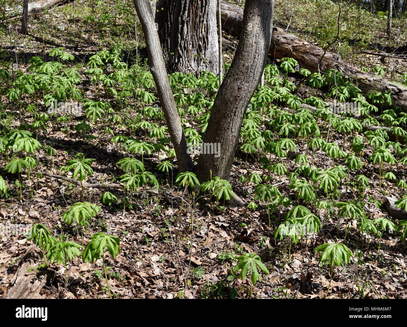 A large group of mayapple plants emerging in a spring forest. Stock Photo