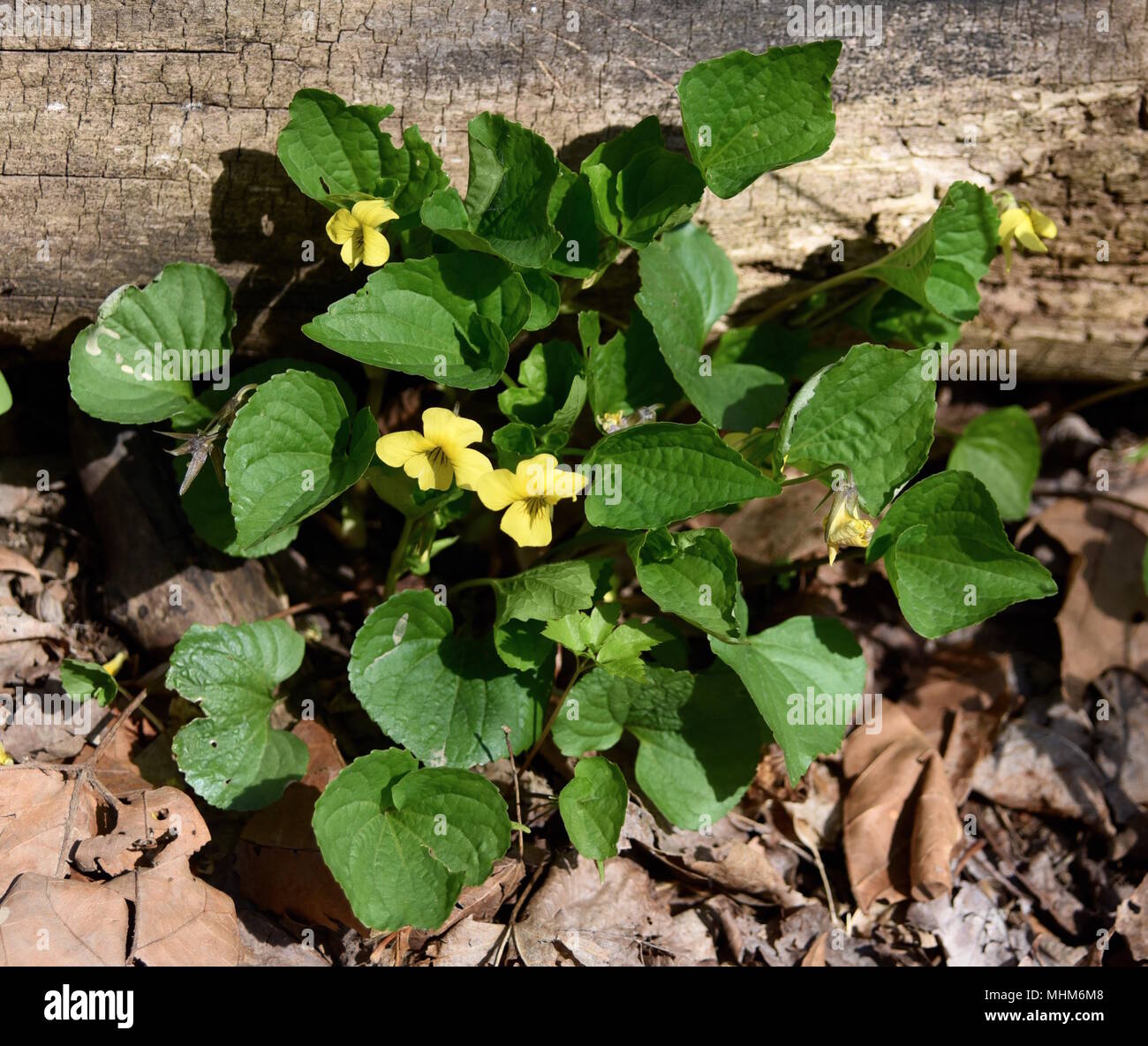 A group of downy yellow violet plants growing in a spring forest. Stock Photo