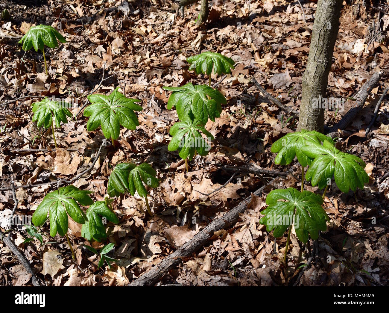 A colony of mayapple plants in a spring forest. Stock Photo