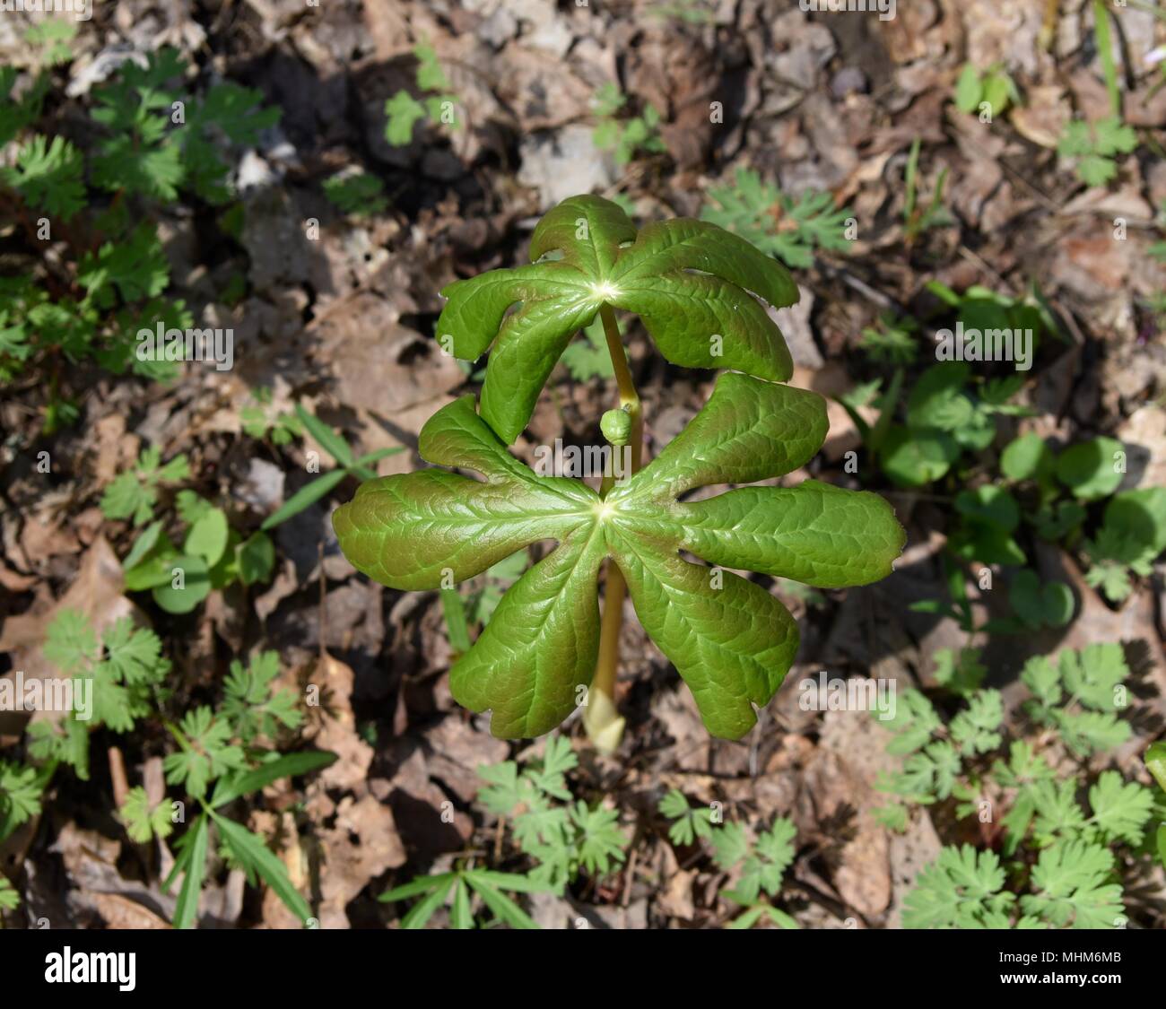 Twin green leaves of a mayapple plant with a flower bud in between. Stock Photo