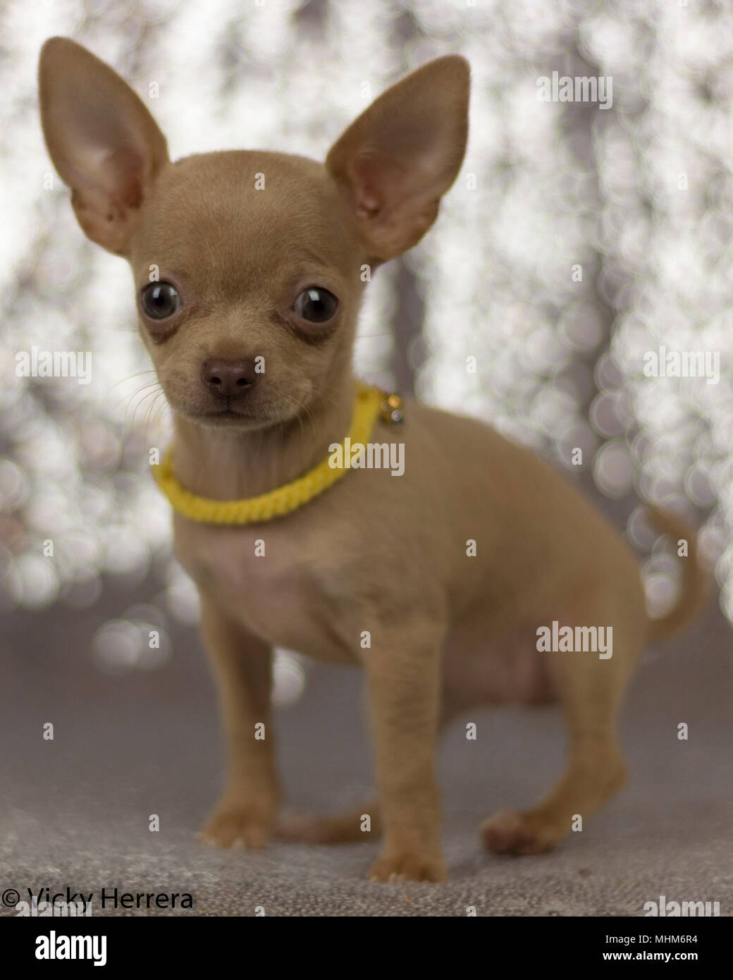 chihuahua 2 months old