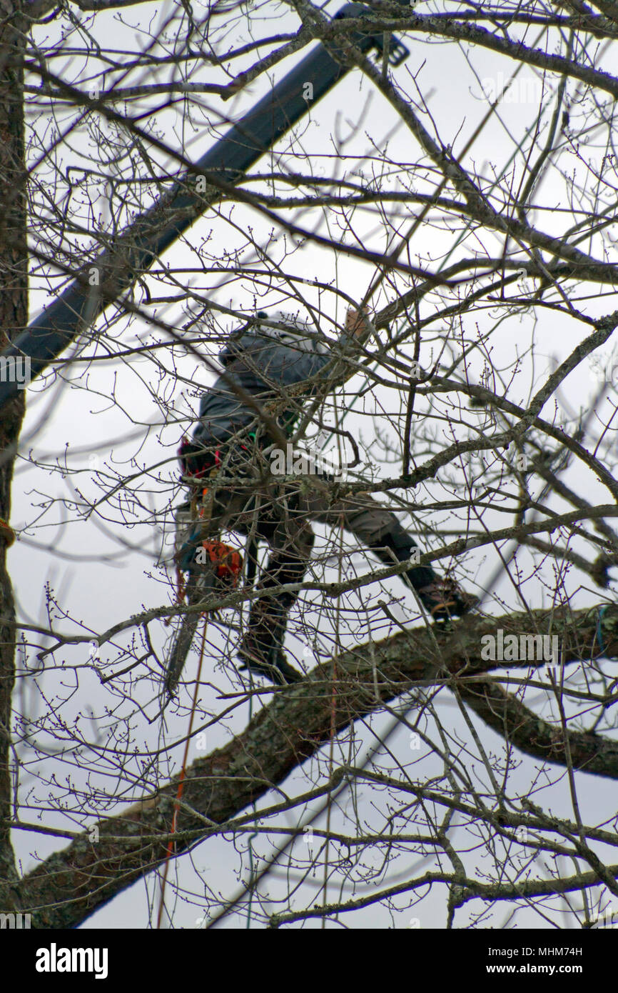 A working arborist wearing climbing gear and toting a chain saw