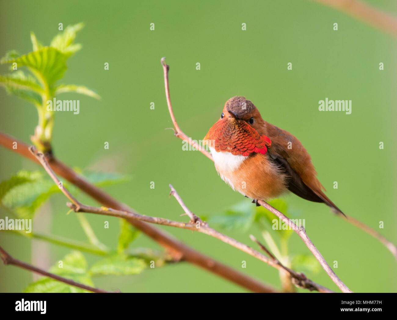A Rufous Hummingbird (Selasphorus rufus) perched on a twig with a soft green background. Stock Photo