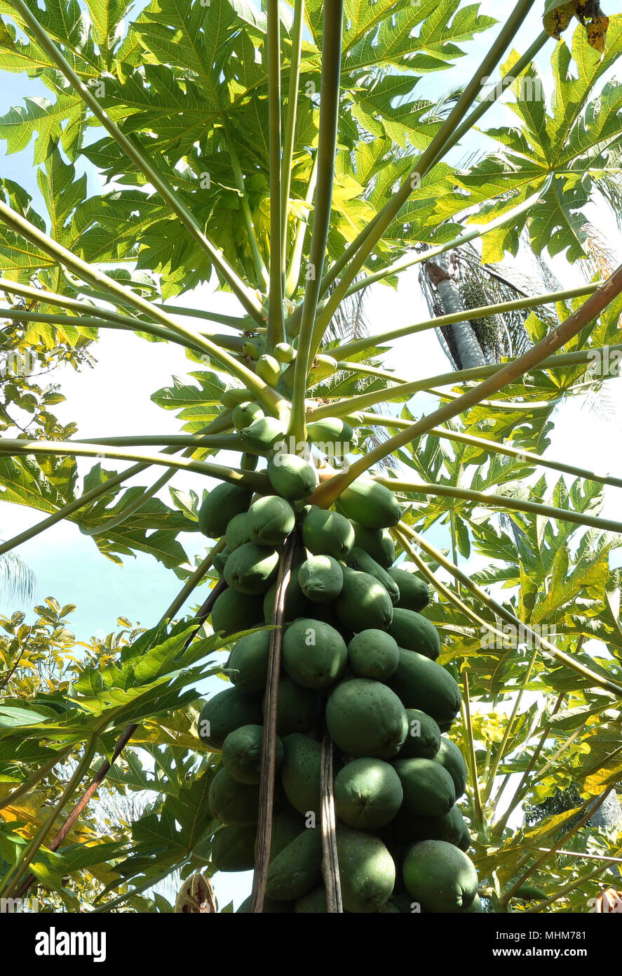 Green papayas on tree Stock Photo