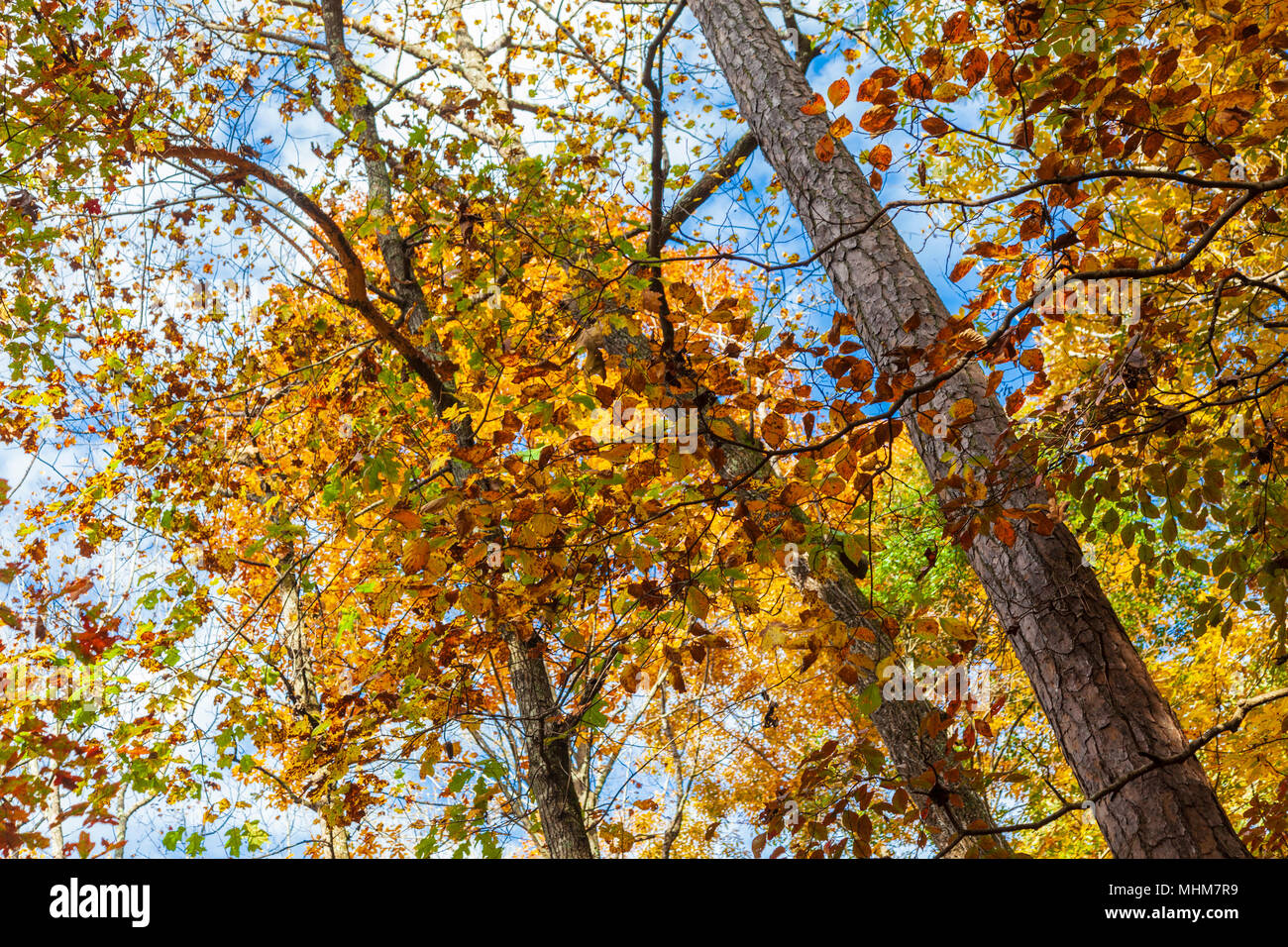 Autumn color in trees in Georgia. Stock Photo