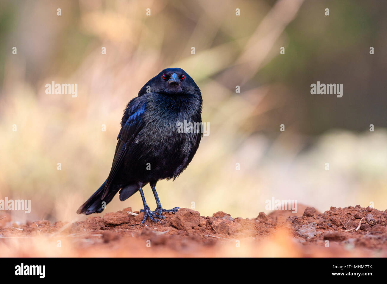 Bronzed Cowbird, Molothrus aeneus, looking for water and relief from summer heat, on a ranch in South Texas. This bird is a brood parasite. Stock Photo