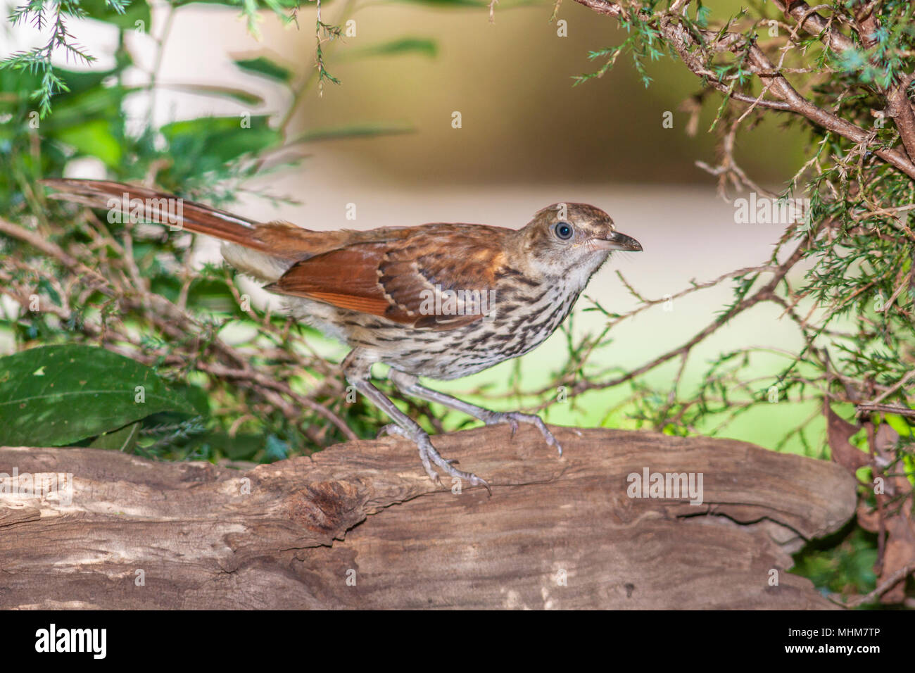 Brown Thrasher, Toxostoma rufum,  at McLeansville, NC. Stock Photo