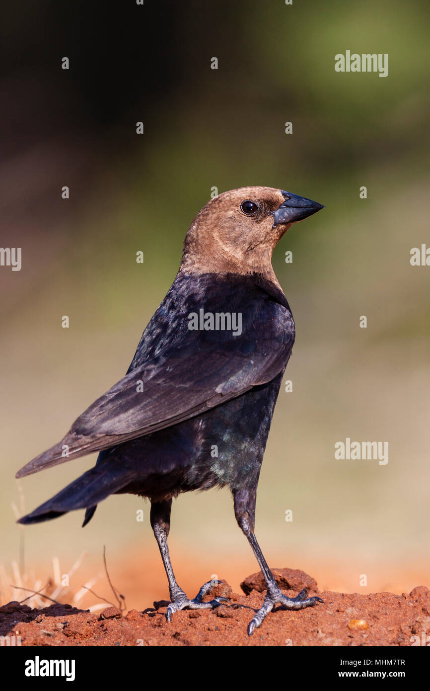 Brown-headed Cowbird, Molothrus ater, looking for water and relief from summer heat, on a ranch in South Texas. Stock Photo