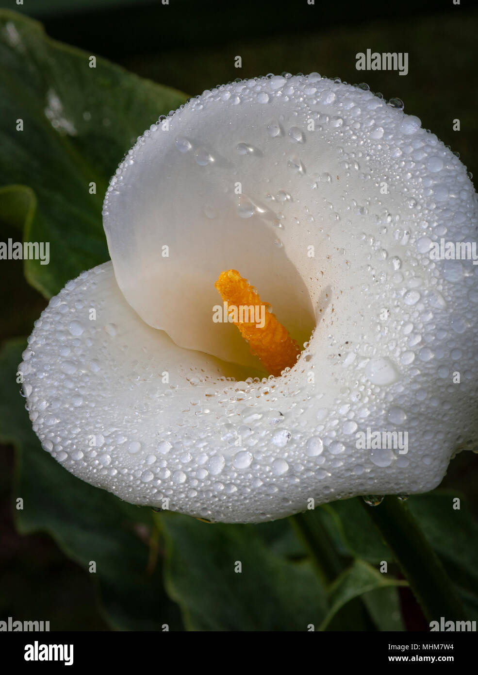 Rain drops on Calla Lily in the gardens at Savegre Mountain Lodge in ...
