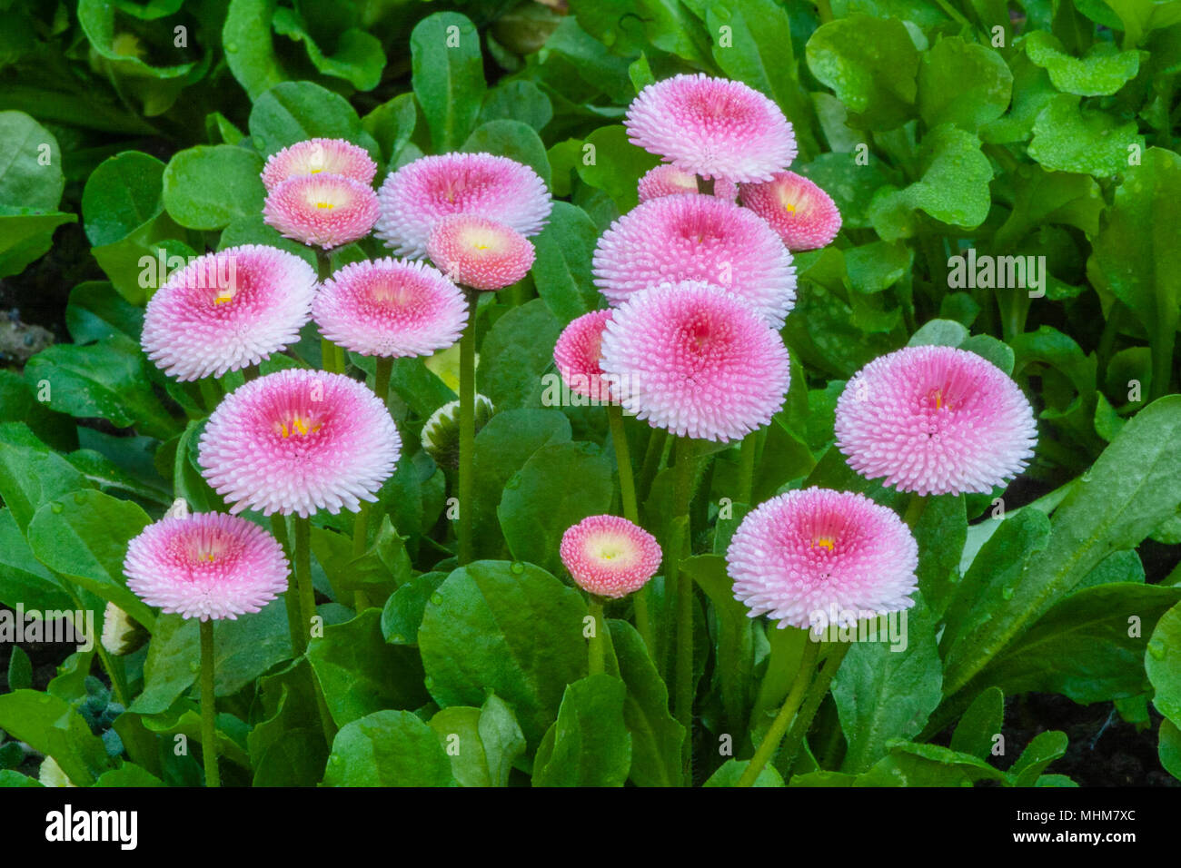 English Daisy, Bellis perennis 'Pomponette', at Butchart Gardens in Victoria, British Columbia, Canada. Stock Photo