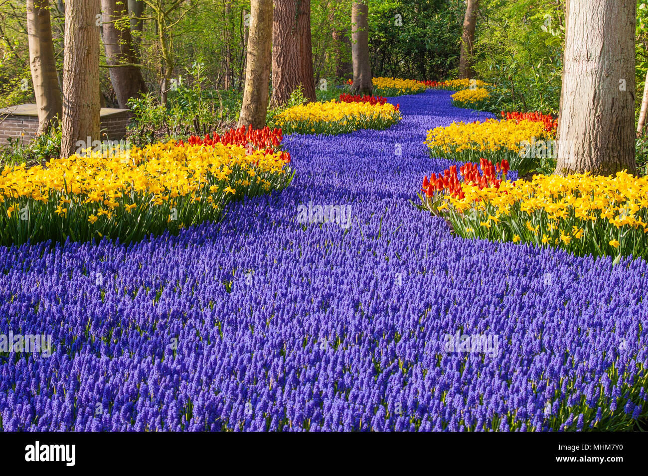 Garden scene with Muscari, Daffodils, and Tulips at Keukenhof Gardens in South Holland in The Netherlands. Stock Photo