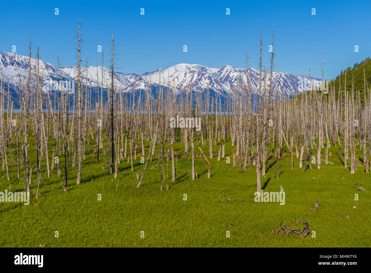 In Alaska's 1964 earthquake and Tsunamis, trees growing along the Turnagain Arm were inundated with salt water, becoming petrified 'ghost' trees. Stock Photo