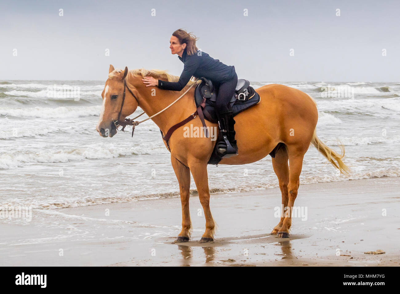 Horse and rider on Galveston Beach in early morning light. Stock Photo