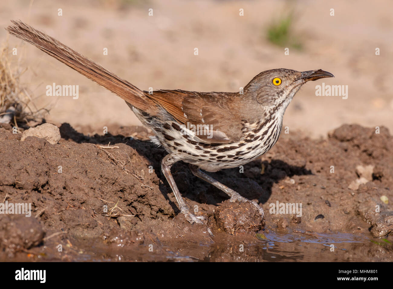 Long-billed Thrasher, Toxostoma longirostre, looking for water and relief from summer heat, on a ranch in South Texas. Stock Photo