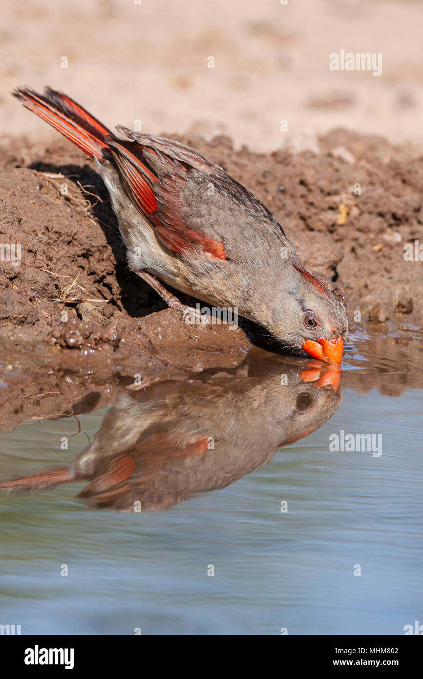Female Northern Cardinal, Cardinalis cardinalis, looking for water and relief from summer heat, on a ranch in South Texas. Stock Photo