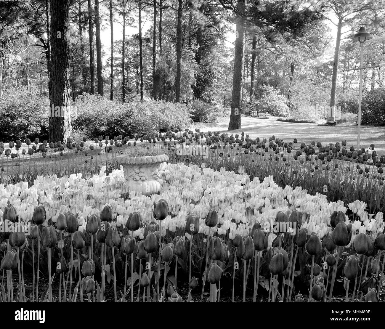 Black And White Image Of Tulips In Hodges Gardens At Many