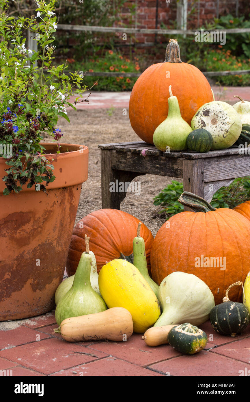 Fall pumpkins in a pumpkin patch. Cinderella and traditional varieties