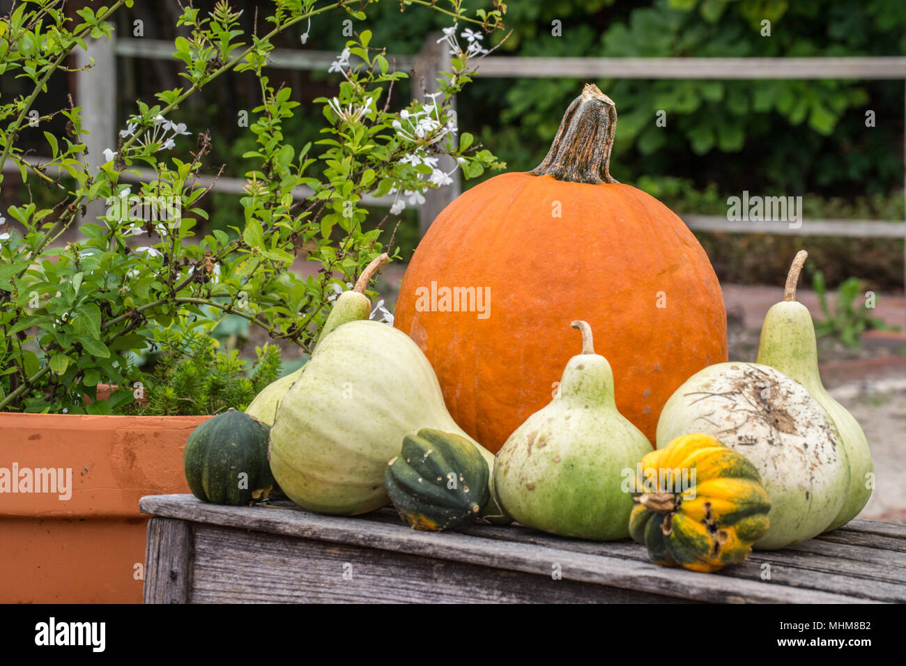 Fall pumpkins in a pumpkin patch. Cinderella and traditional varieties