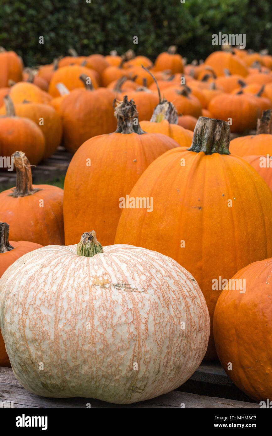 Fall pumpkins in a pumpkin patch. Cinderella and traditional varieties