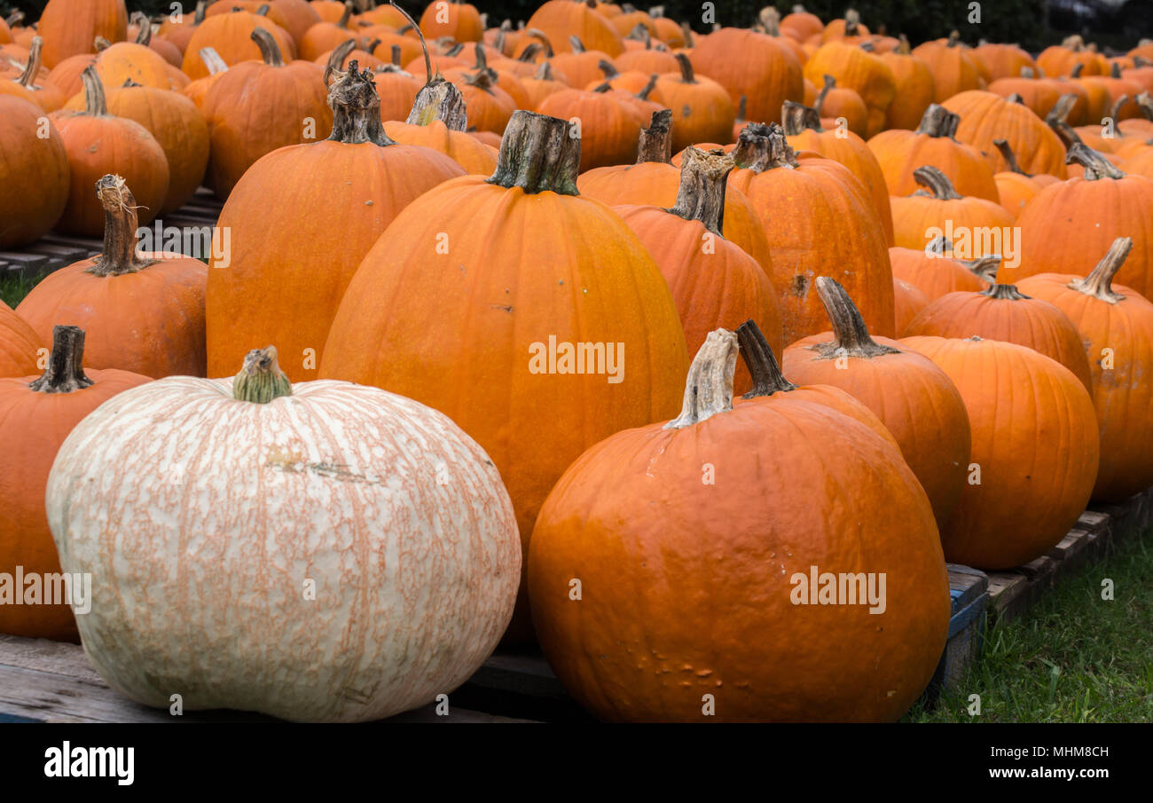 Fall pumpkins in a pumpkin patch. Cinderella and traditional varieties