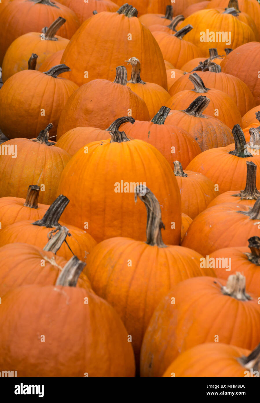 Fall pumpkins in a pumpkin patch. Cinderella and traditional varieties