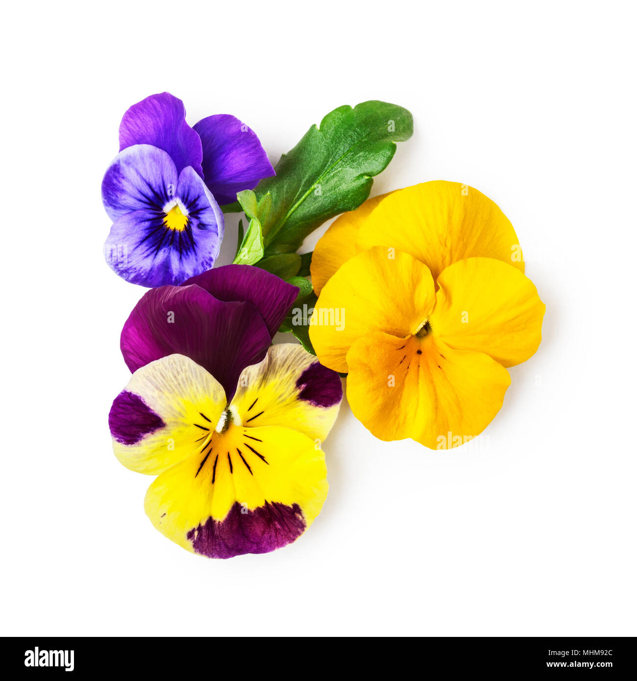 Pansy flowers or spring garden viola tricolor on white background clipping path included. Flower arrangement and floral design. Top view, flat lay Stock Photo
