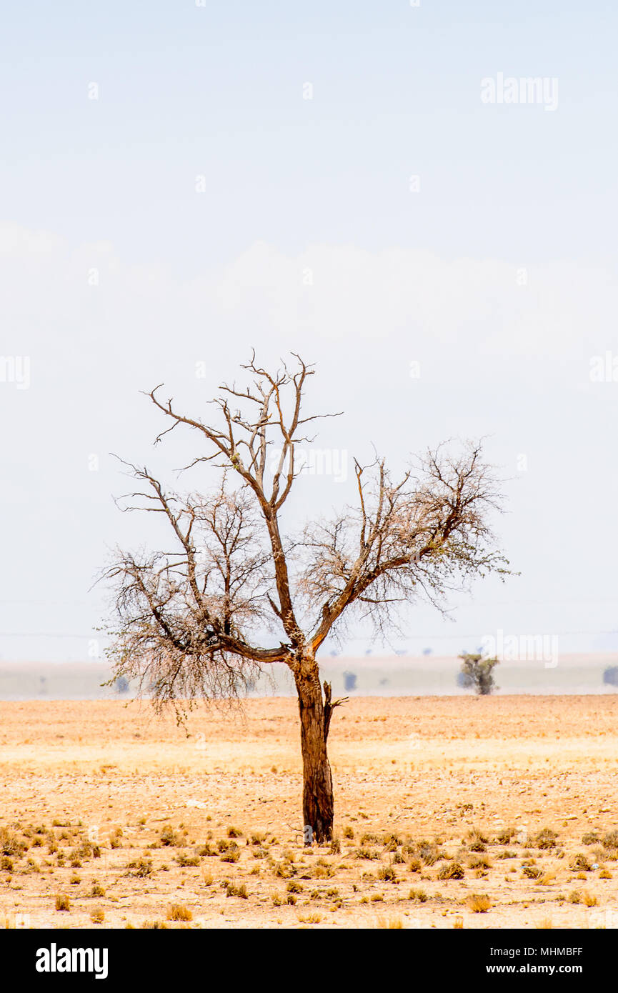 Beautiful landscape of a tree in the desert, Namibia Stock Photo