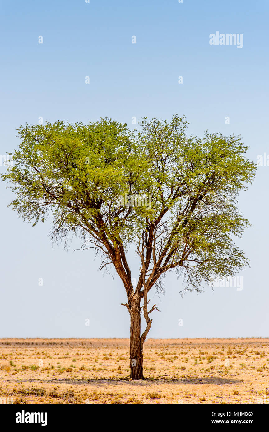 Beautiful landscape of a tree in the desert, Namibia Stock Photo