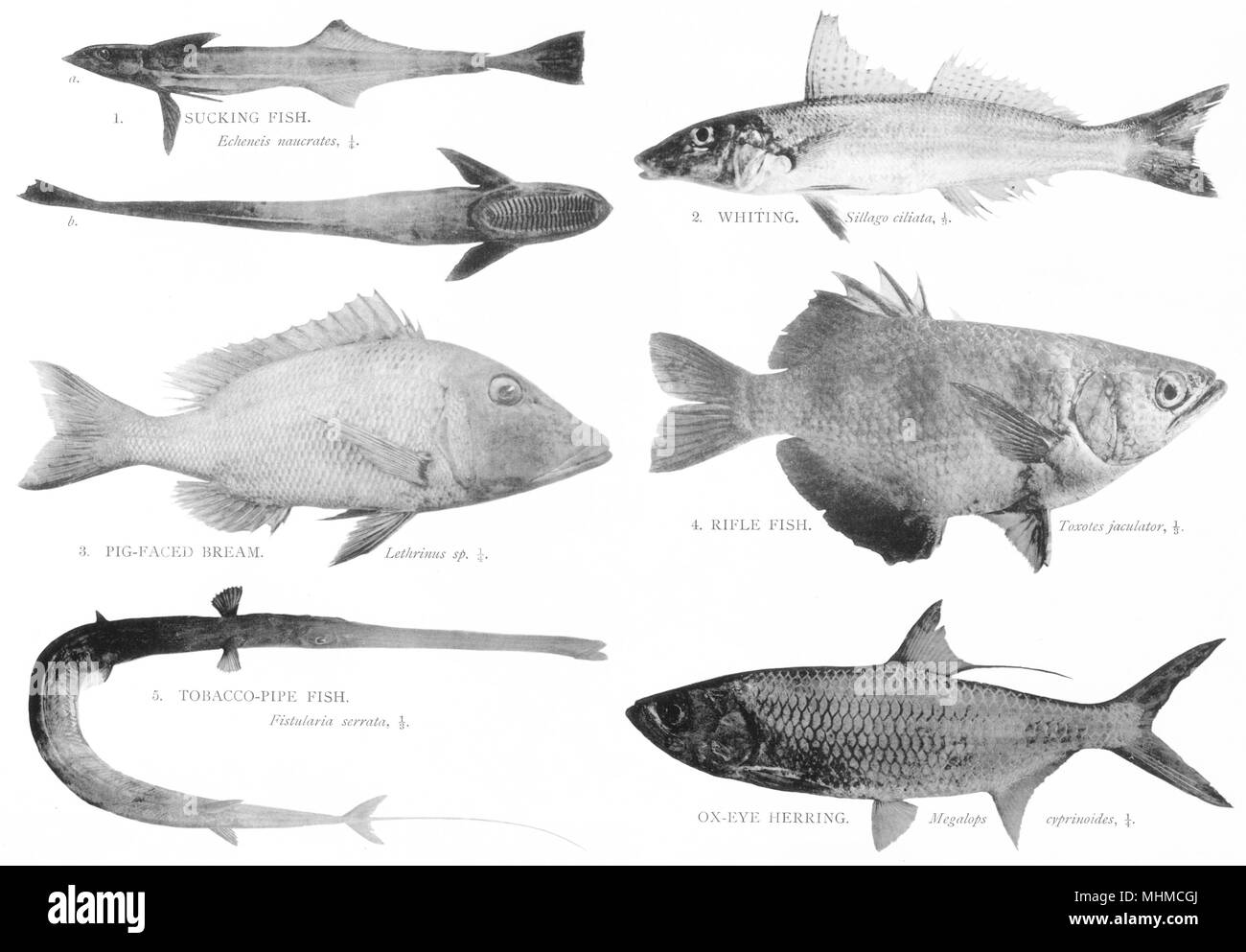 GREAT BARRIER REEF FISH.Sucking;Whiting;Bream;Rifle;Pipe;Ox-eye Herring 1900 Stock Photo