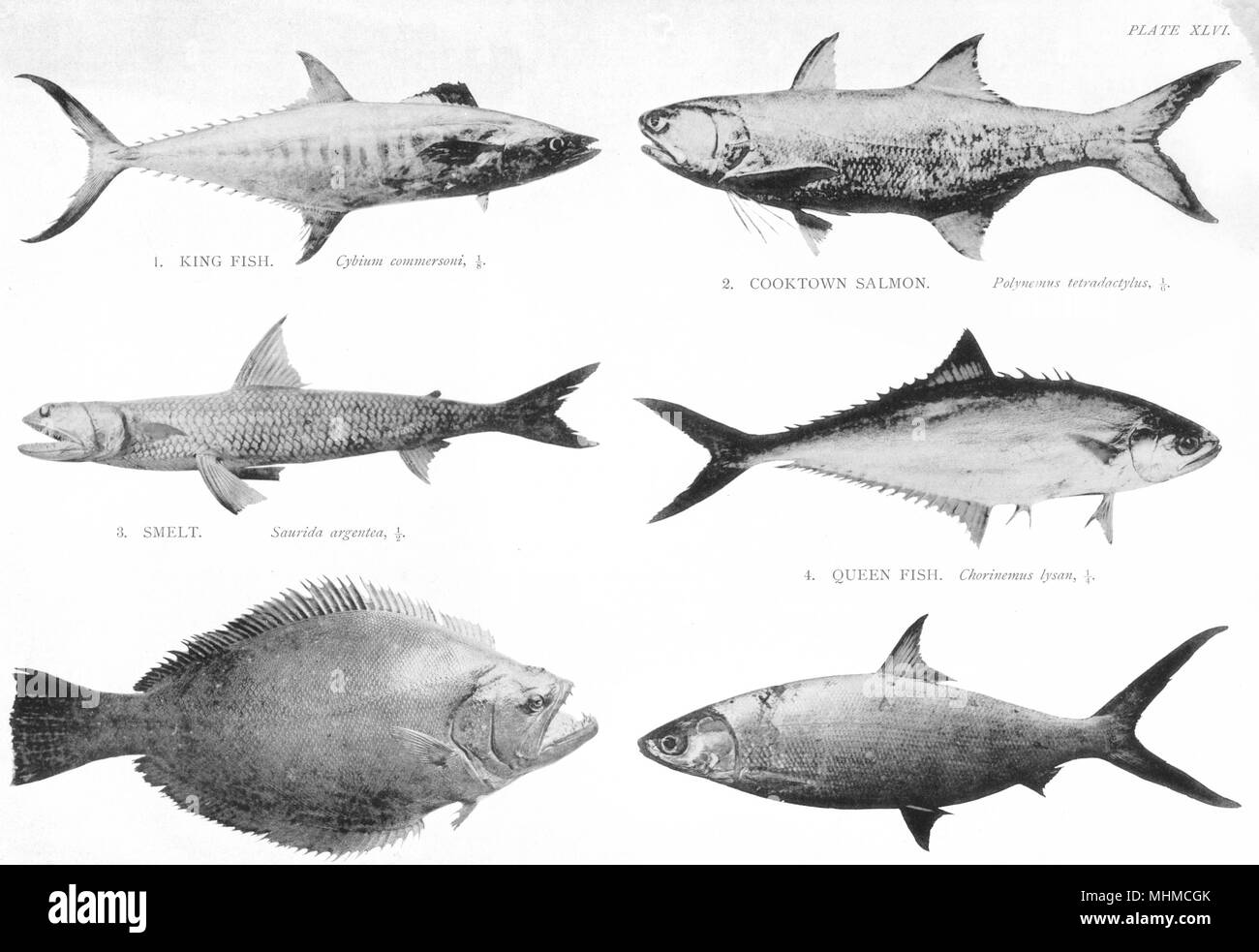 GT BARRIER REEF.King Fish;Cooktown Salmon;Smelt;Queensland Halibut;Herring 1900 Stock Photo