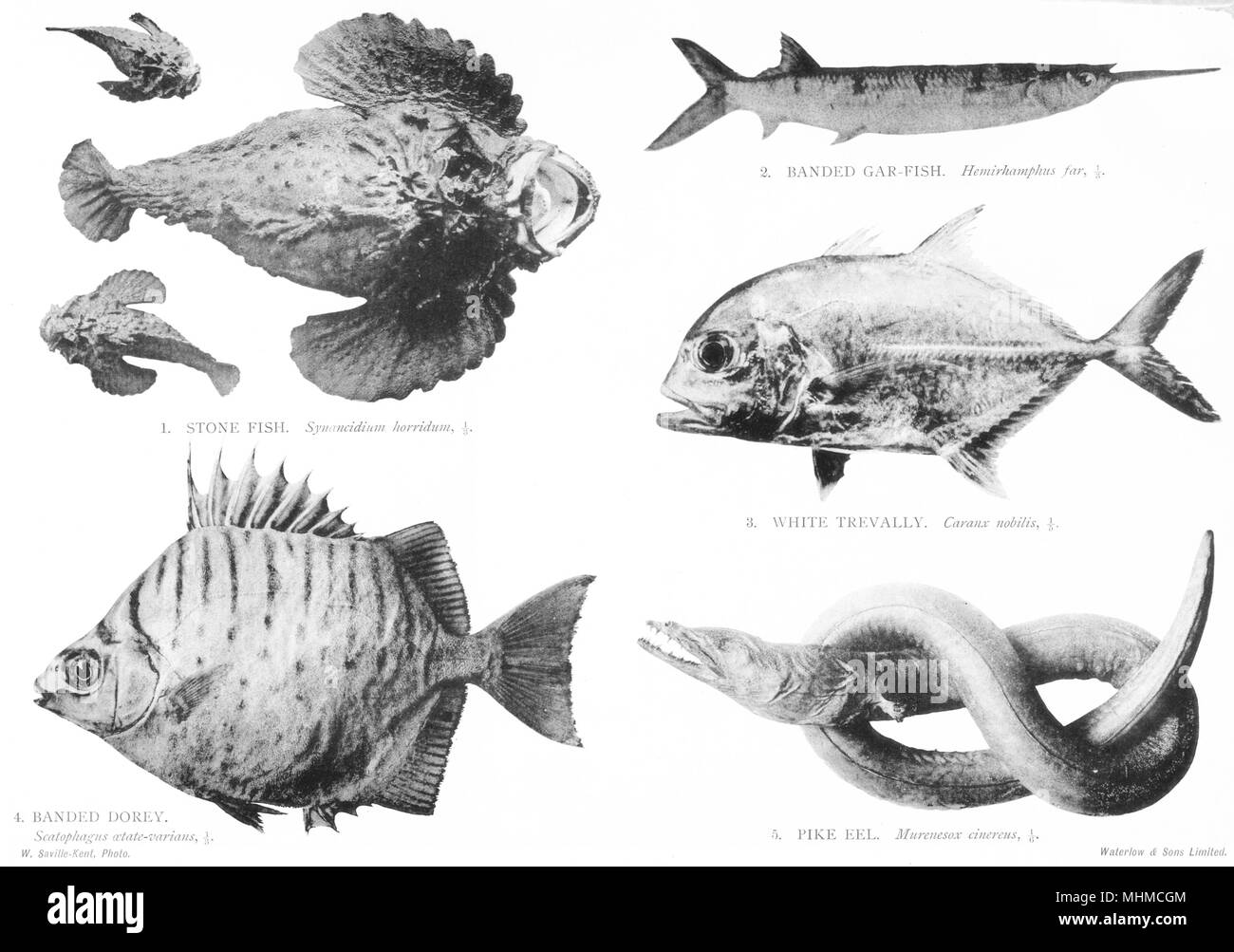 GREAT BARRIER REEF FISH.Stone;Banded Gar-;Dorey;Pike Eel 1900 old print Stock Photo
