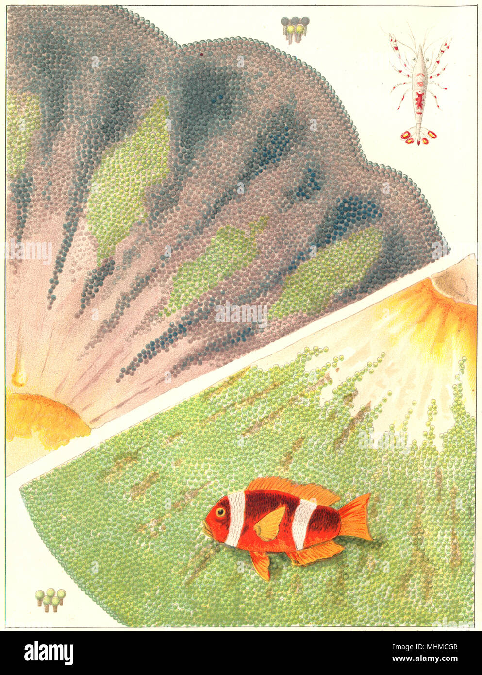 GT BARRIER REEF CORAL.Giant Anemone;fish,bicinctus Discosoma Haddoni Kenti 1900 Stock Photo