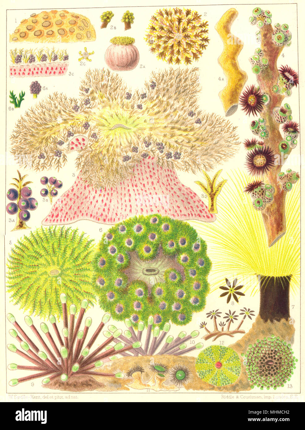 GT BARRIER REEF CORAL.Anemone Zoantharia.Heterodactyla Hemprichii,hypnoides 1900 Stock Photo