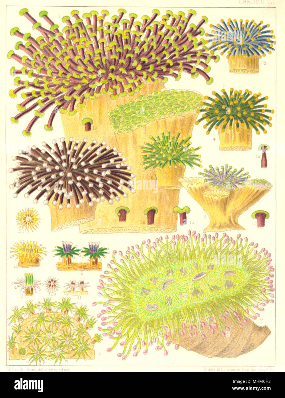 GREAT BARRIER REEF CORAL.Rhipidogyra;Euphyllia rugosa,Glabrescens 1900 print Stock Photo