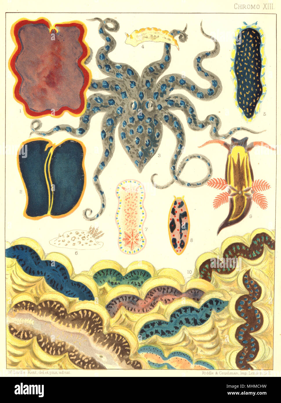 GT BARRIER REEF.Mollusca Planarians.Flat-worm;Blue-spotted Octopus;Sea-hare 1900 Stock Photo
