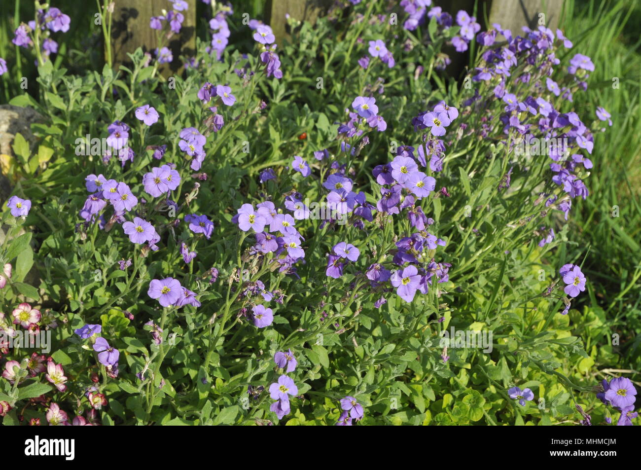 aubretia cascade purple Stock Photo