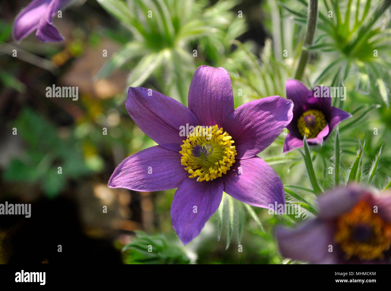 Pinwheel flower hi-res stock photography and images - Alamy